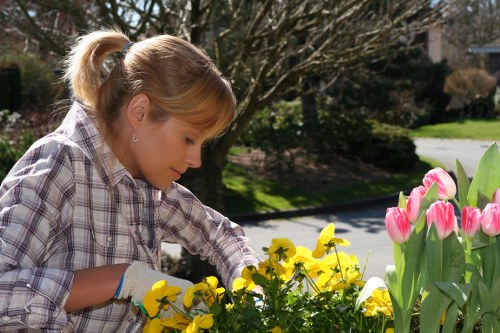 Professional tree maintenance for a home or business in Kenton